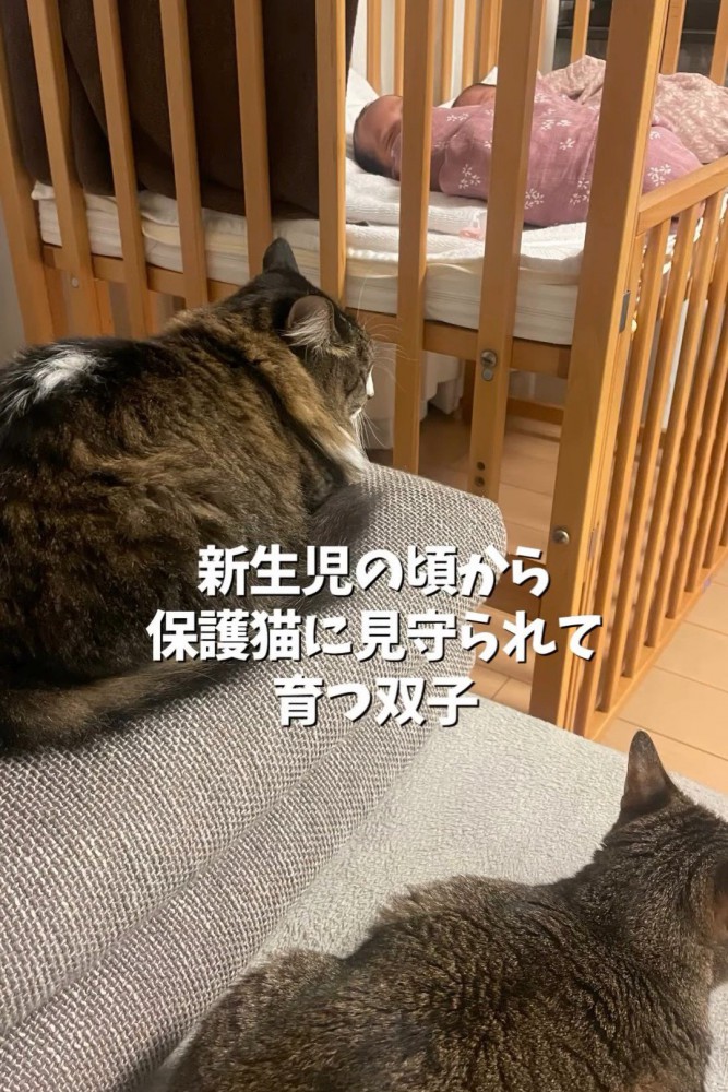 2匹の猫の後ろ姿