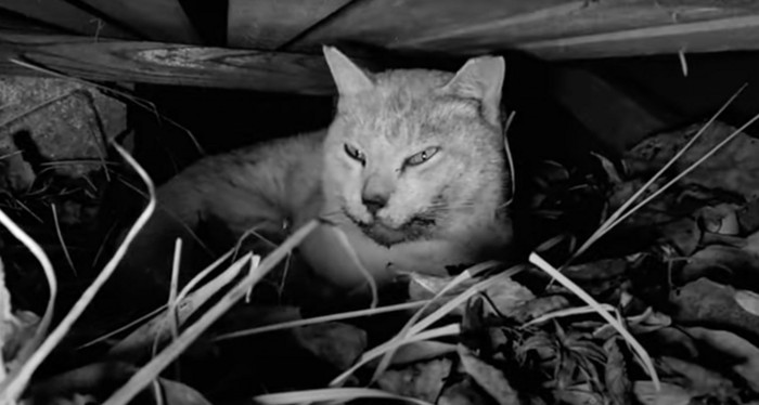 過酷な環境の野良猫