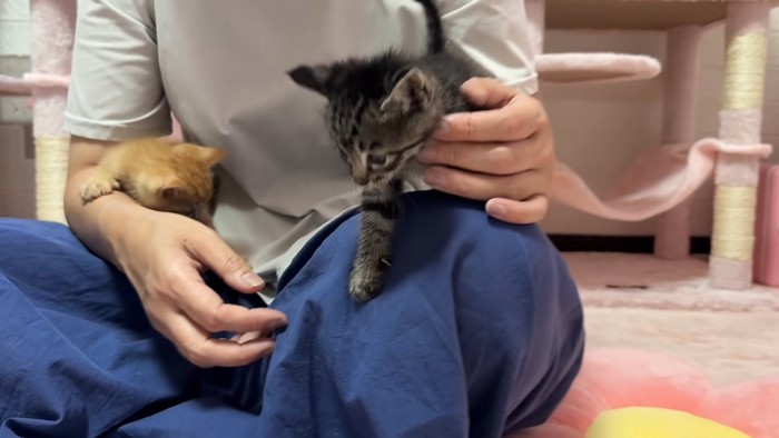 人のひざの上に乗る子猫たち