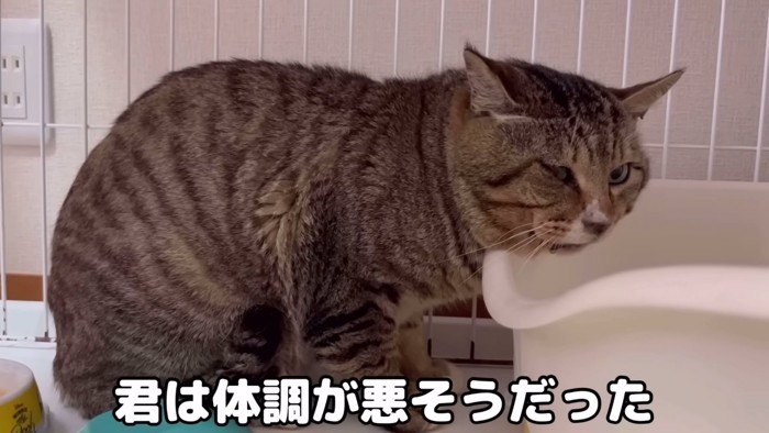 座る猫