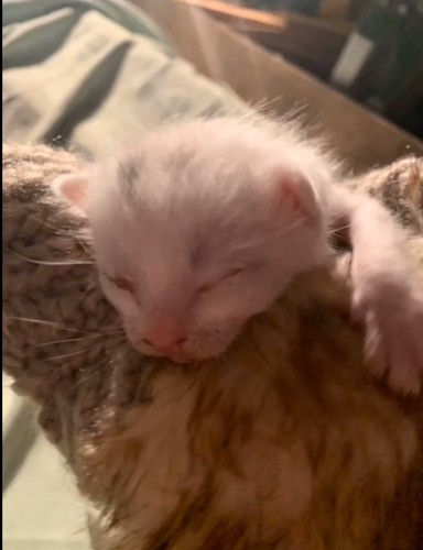 保護された白い子猫