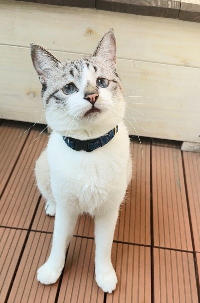 空を見上げる猫