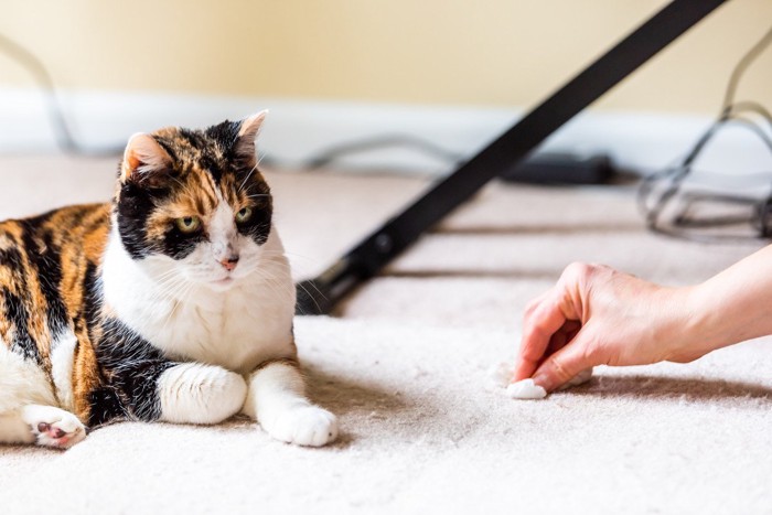 三毛猫の吐瀉物を掃除しているところ