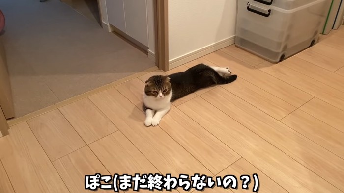 寝そべる猫