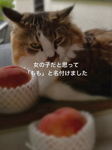 イカ耳の猫