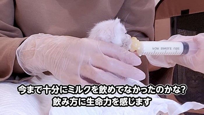 ミルクを飲む子猫の後ろ姿