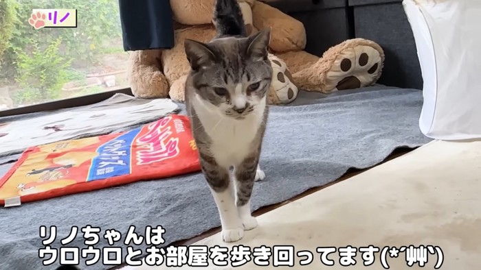 歩く成猫