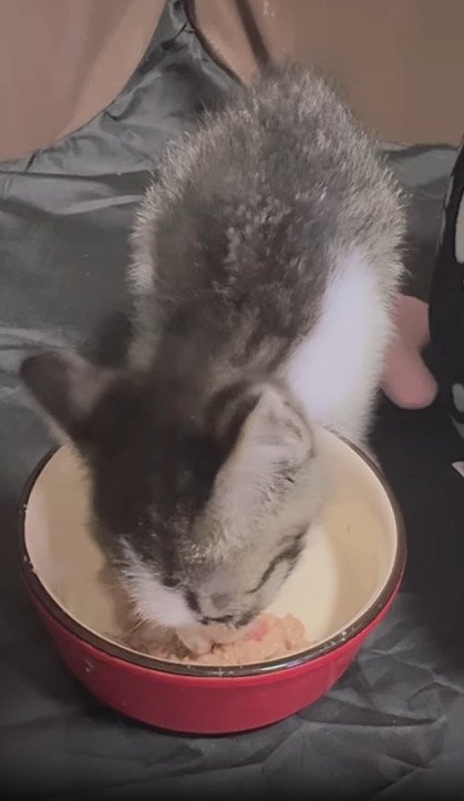 ご飯を食べる子猫