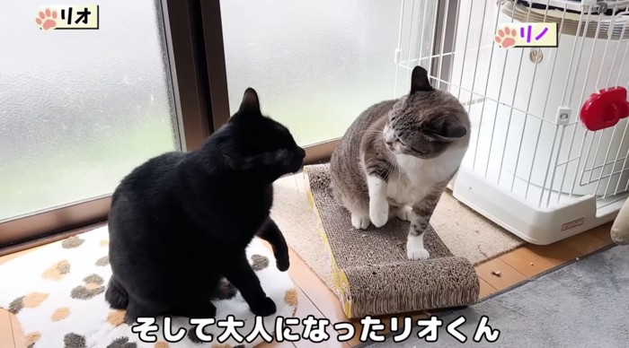 先住猫と黒猫