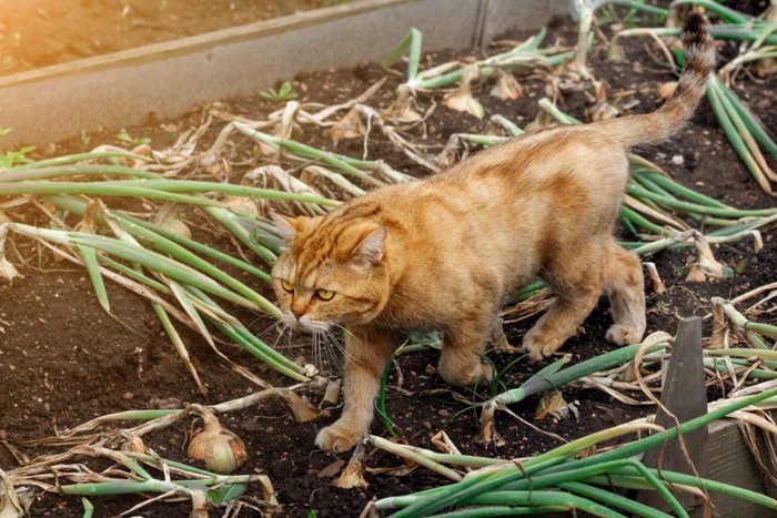 ネギ畑を歩く猫