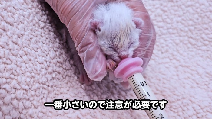 ミルクを飲む子猫