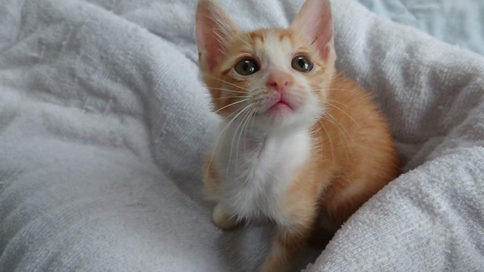 飼い主を見上げる子猫
