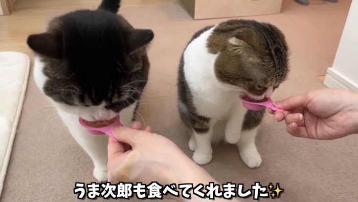 おやつを食べる猫