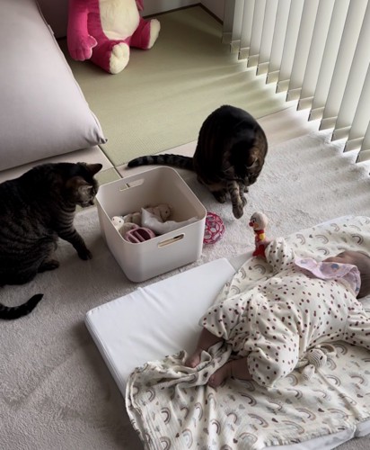 赤ちゃんが持つオモチャを触ろうとする猫
