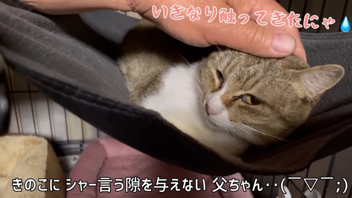 頭をなでられる猫