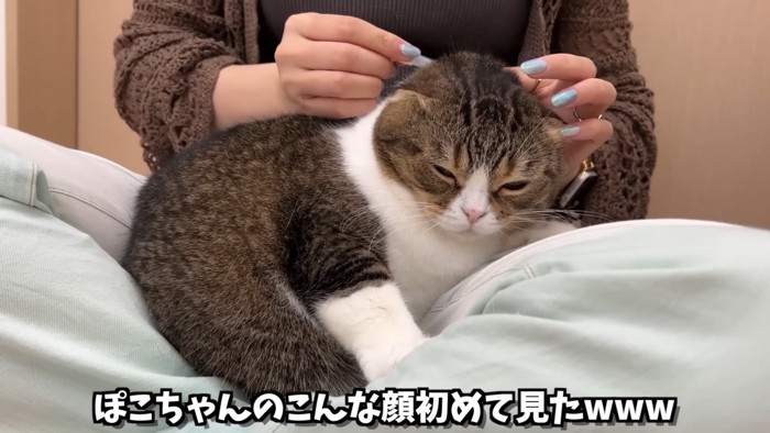 人の膝の上で目を細める猫