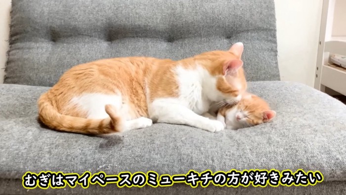 ソファで仔猫をグルーミングする茶白猫