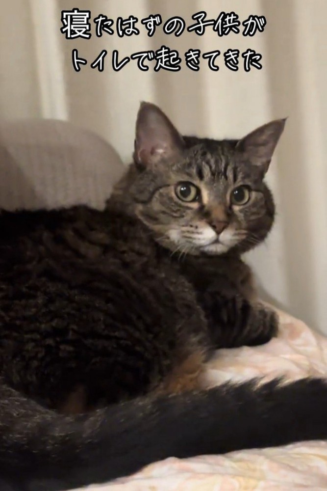 振り向く猫