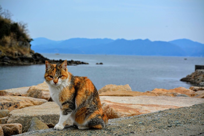 島の三毛猫