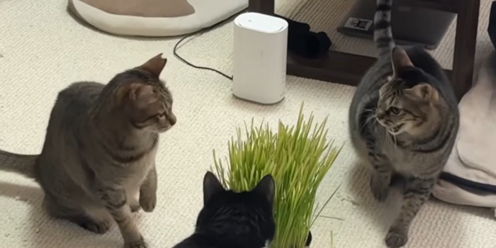 にらみ合う猫たち
