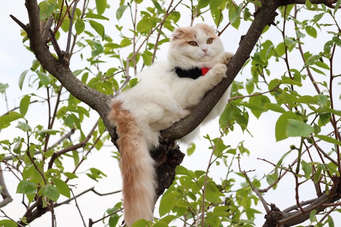 木に登っている猫