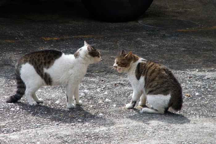 背中を丸めている猫