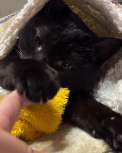 人の指に手を伸ばす猫