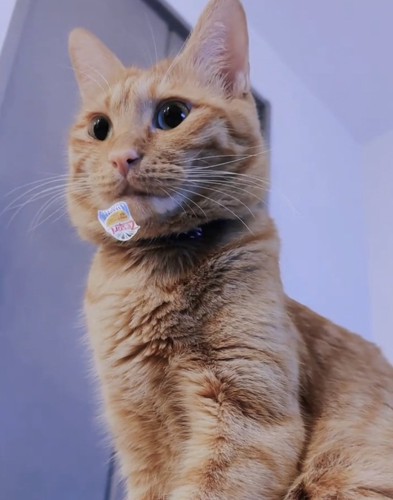 お座りする猫