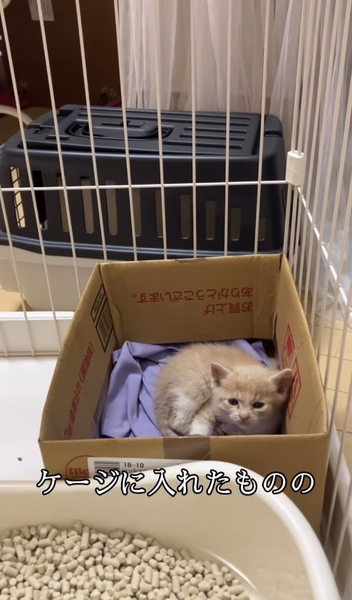 ケージの中で丸くなっている子猫
