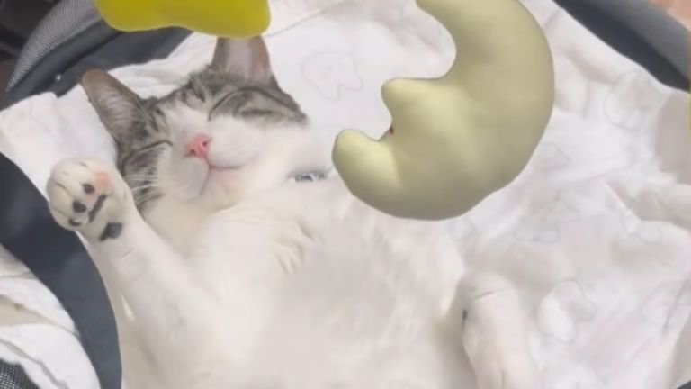 眠る猫