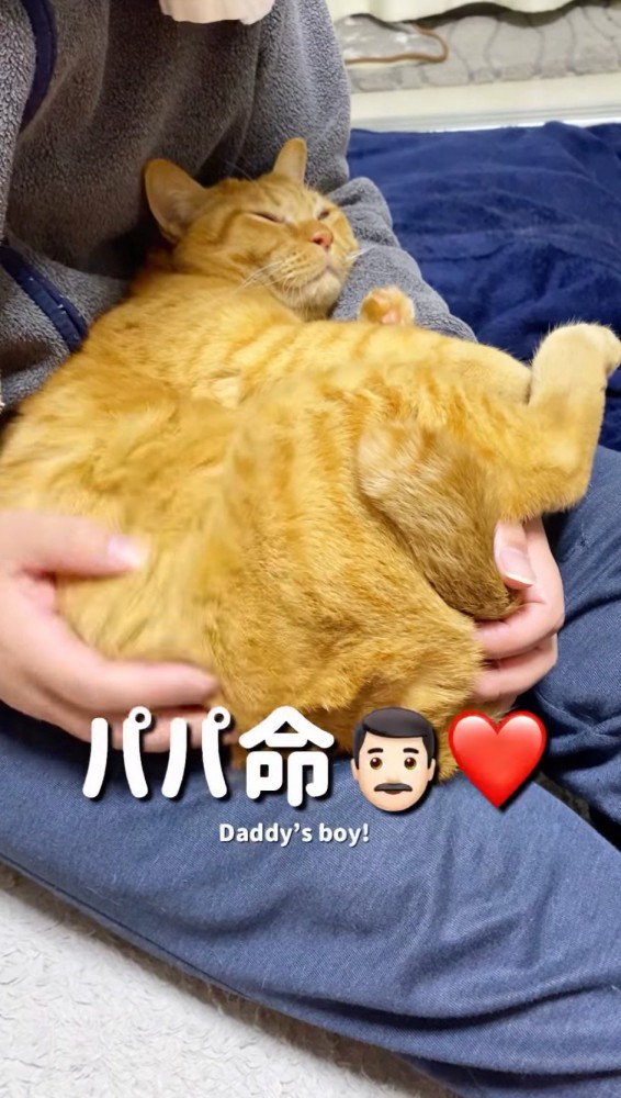 男性の膝の上で丸まる猫