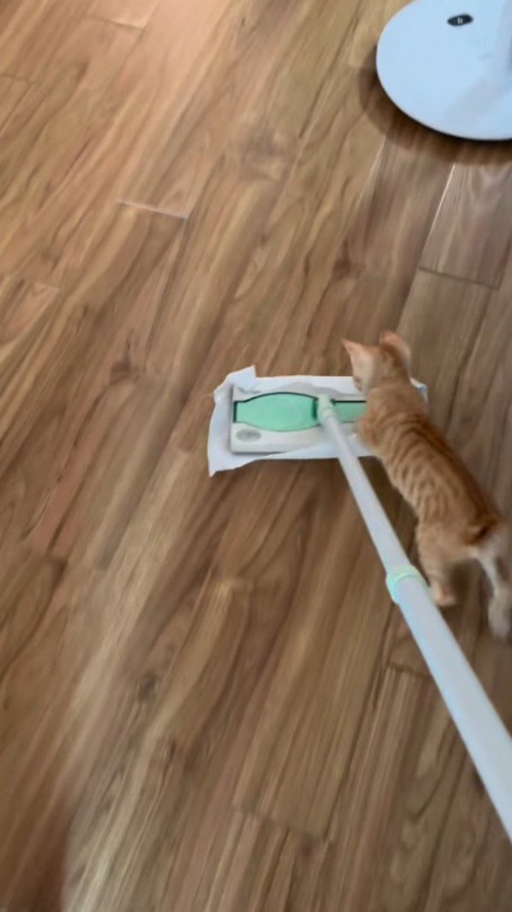 掃除道具を追いかける子猫