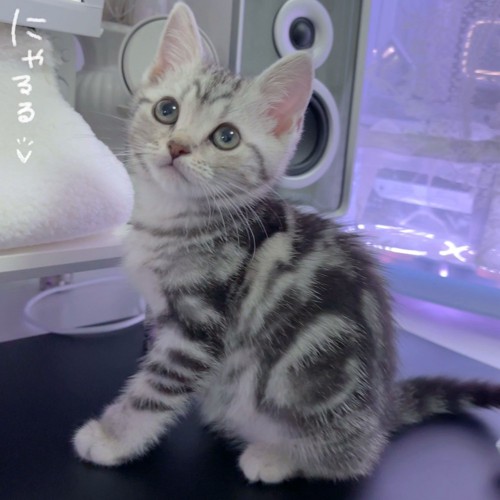 サバ柄の子猫の全身