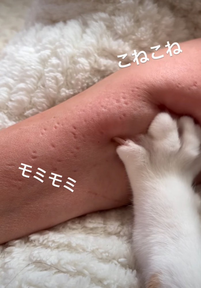 腕をコネコネする猫の前足3