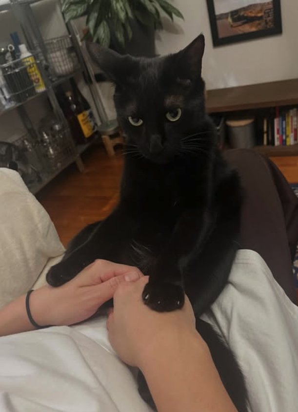 飼い主の両手の甲を押さえつける黒猫（やや正面）