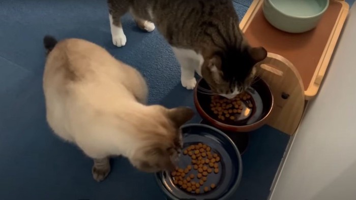 ご飯を食べる2匹の猫