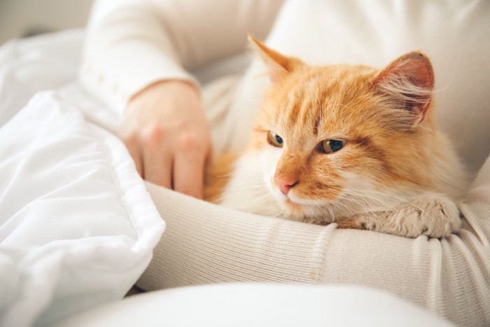 飼い主と猫