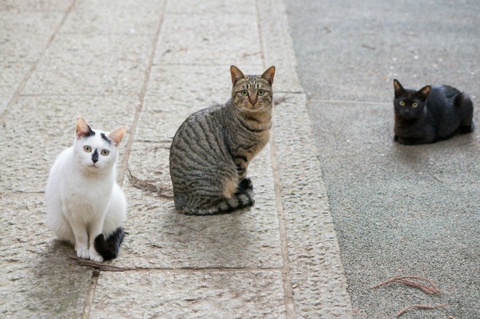 野良猫トリオ