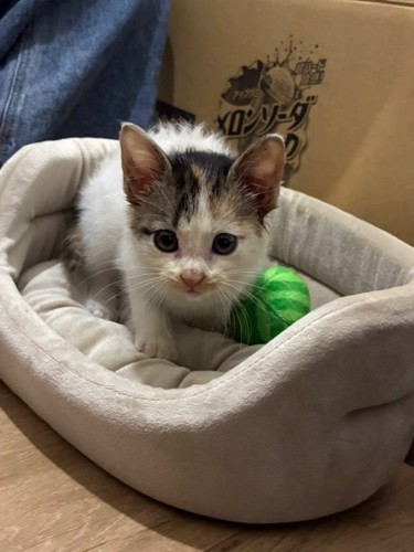 ペットベッドに入る子猫