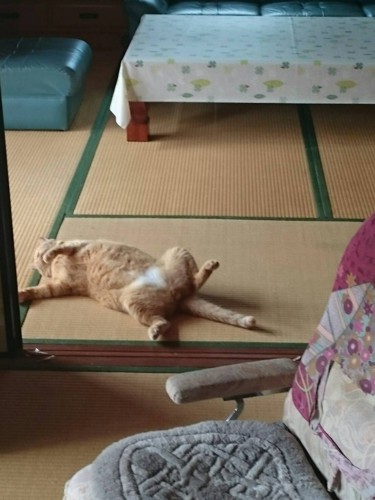 愛猫のちゃたろー