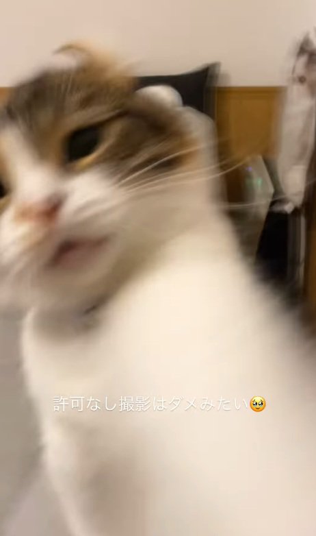 2回目のパンチをする猫