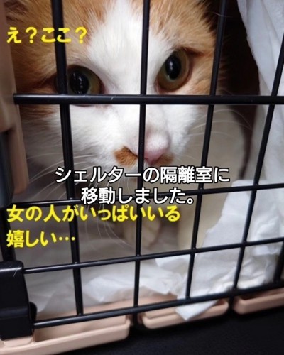 キャリーの中にいる猫