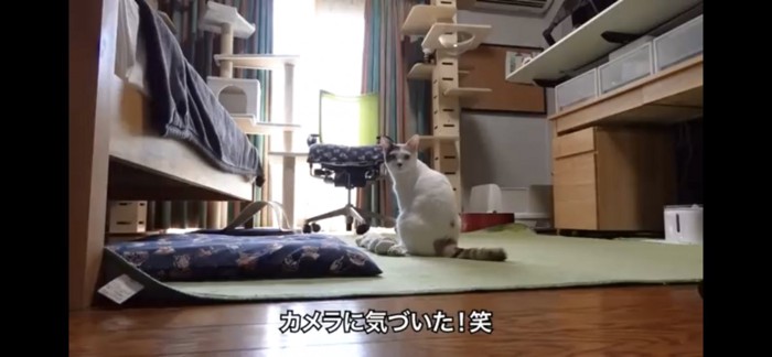 カメラ目線な猫