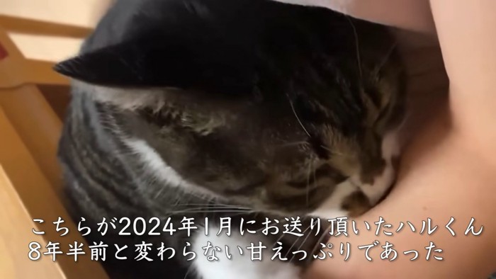 人の腕を吸う猫