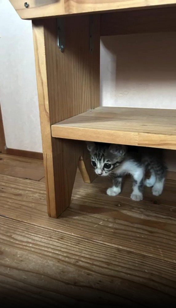隠れている子猫