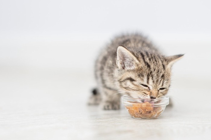 ごはんを食べる子猫