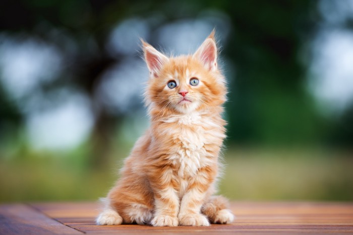 カメラ目線で座る青っぽい目の色をしたメインクーンの子猫
