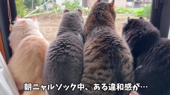 並ぶ猫