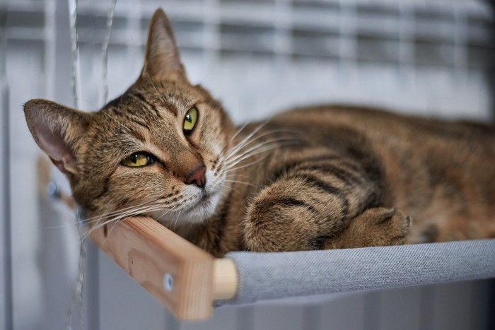 横になる猫