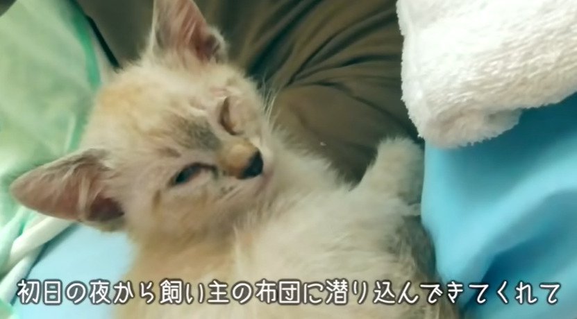 布団で寝る子猫